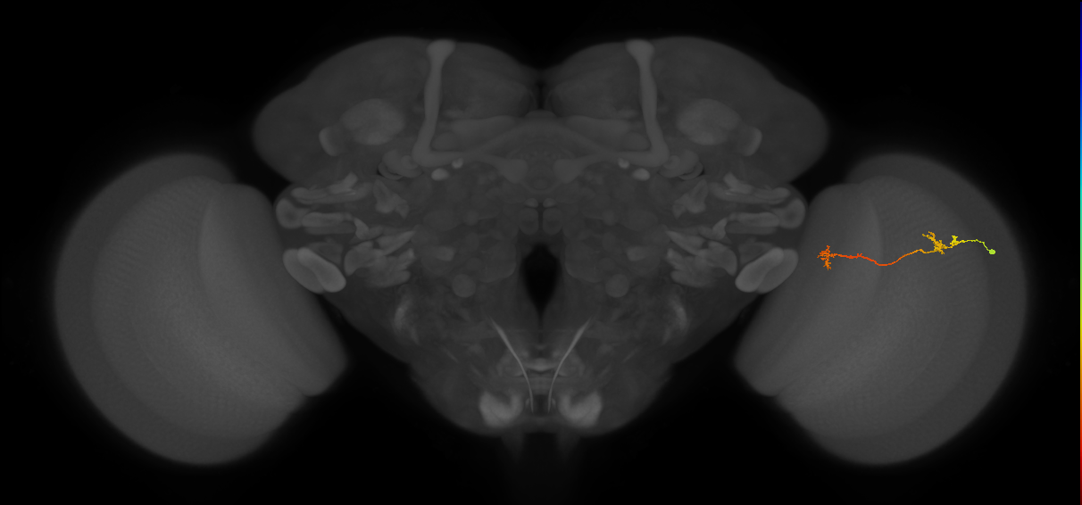 Tm5Y_R (JRC_OpticLobe:93540)