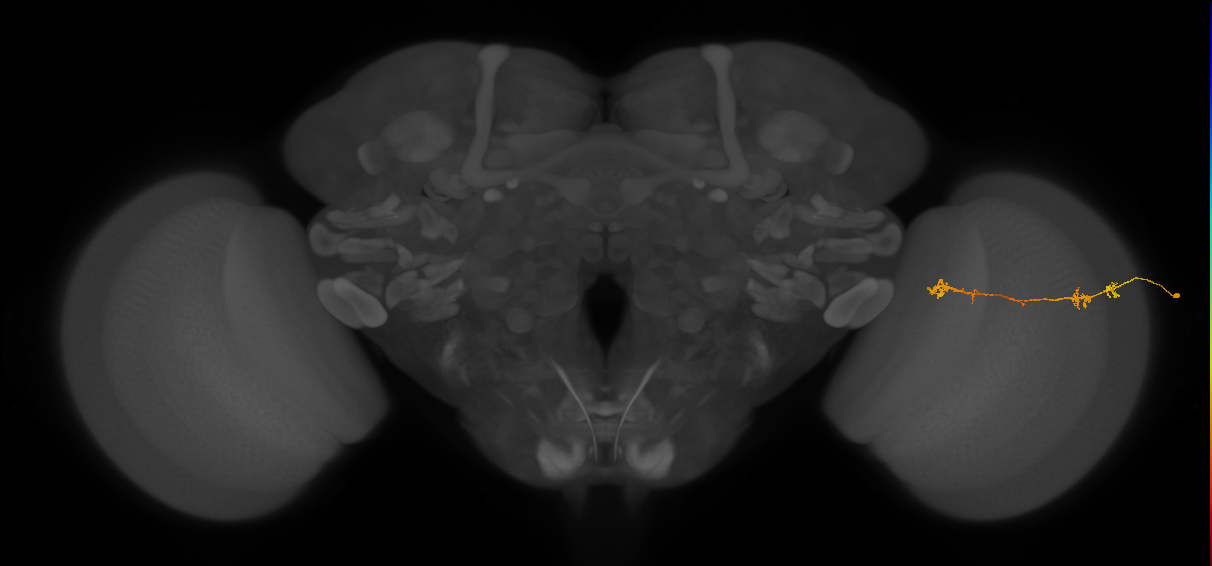 Tm5Y_R (JRC_OpticLobe:79604)