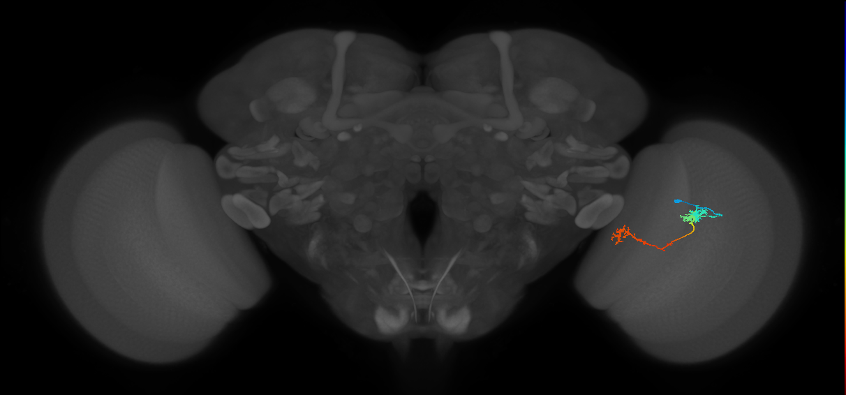 Tm5Y_R (JRC_OpticLobe:66704)