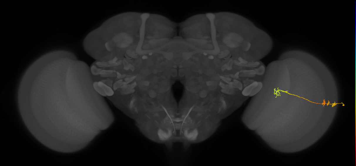 Tm5Y_R (JRC_OpticLobe:65330)