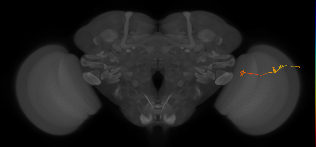 Tm5Y_R (JRC_OpticLobe:81923)