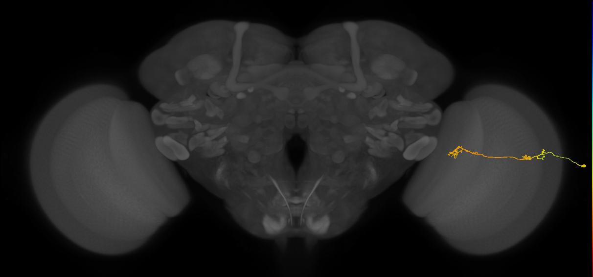 Tm5Y_R (JRC_OpticLobe:113116)