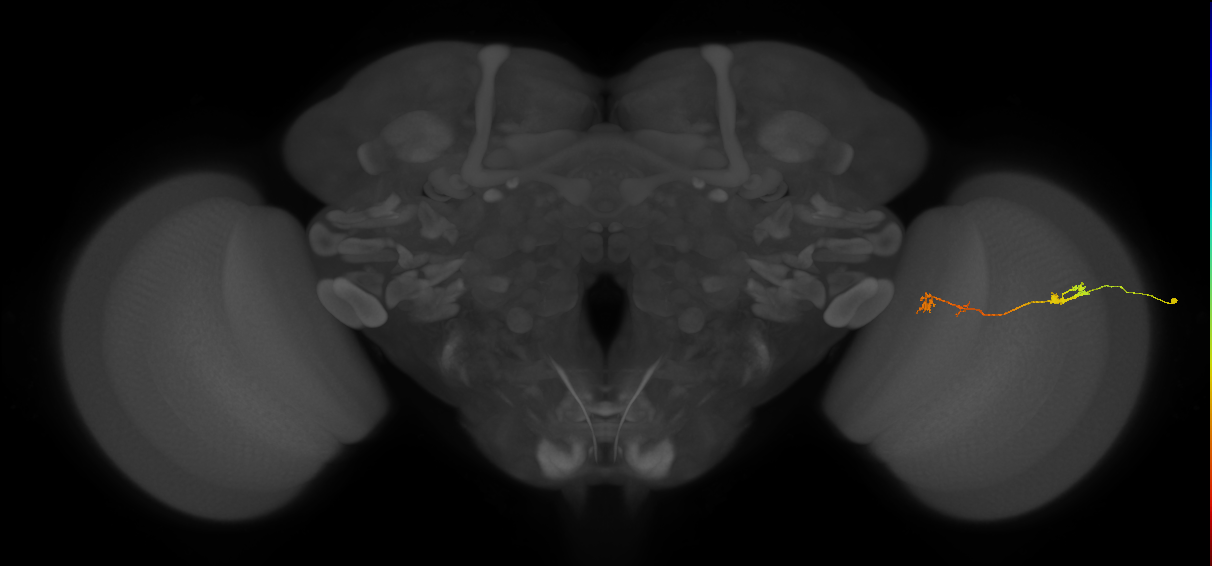 Tm5Y_R (JRC_OpticLobe:85560)