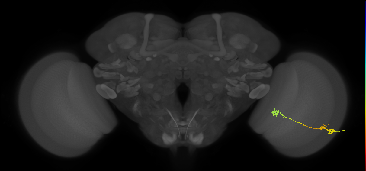 Tm5Y_R (JRC_OpticLobe:48639)
