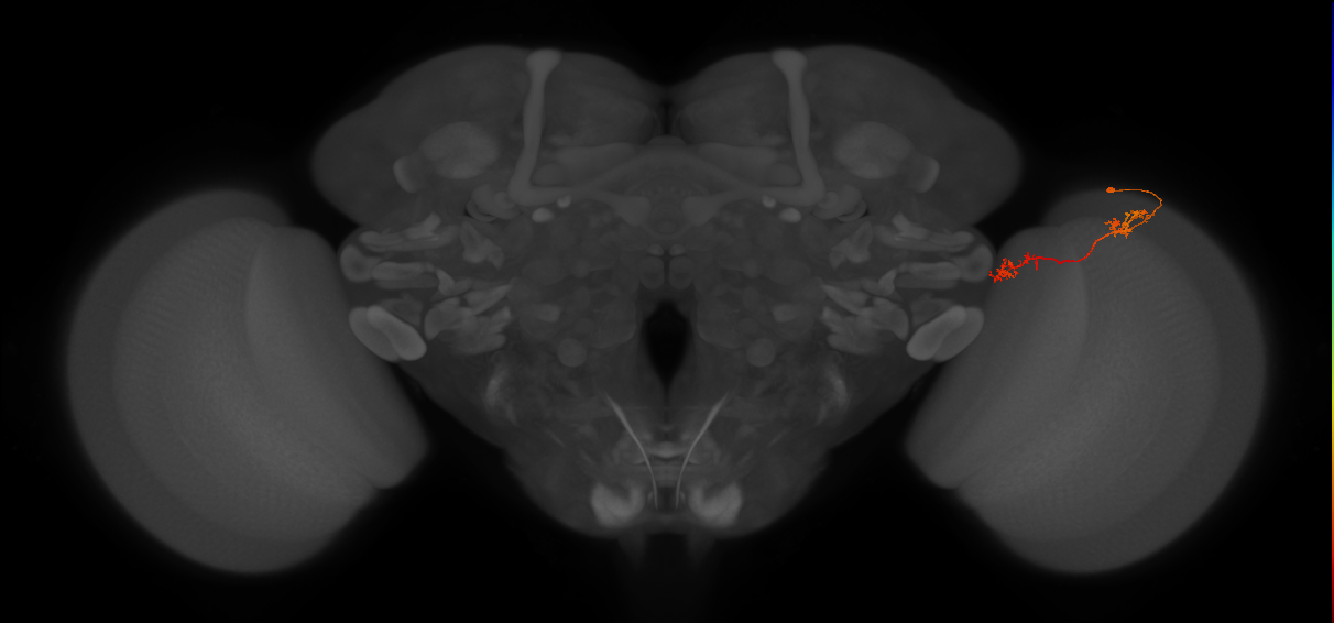 Tm5Y_R (JRC_OpticLobe:111087)