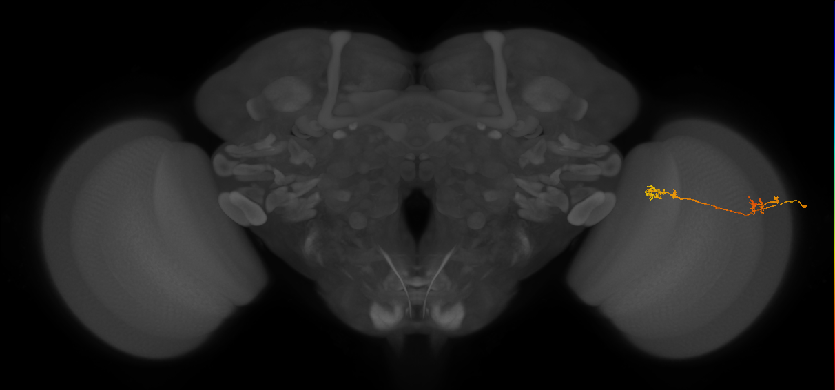 Tm5Y_R (JRC_OpticLobe:72979)