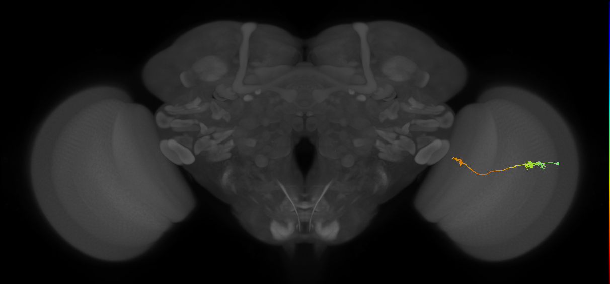 Tm5a_R (JRC_OpticLobe:110234)