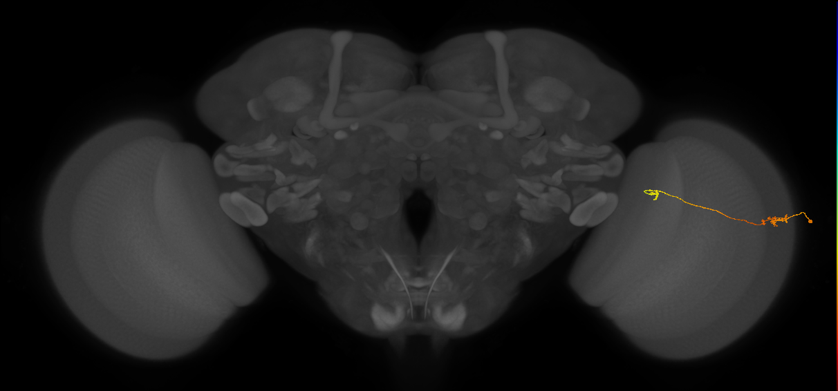 Tm5a_R (JRC_OpticLobe:177064)