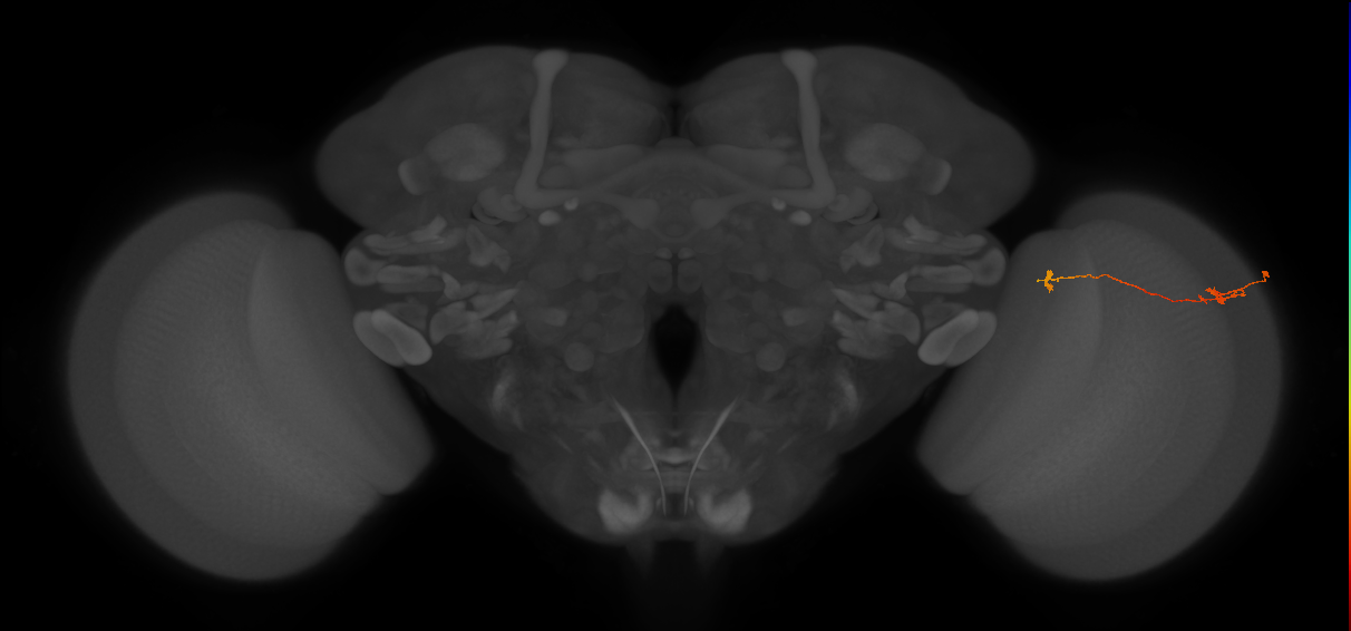 Tm5a_R (JRC_OpticLobe:133086)