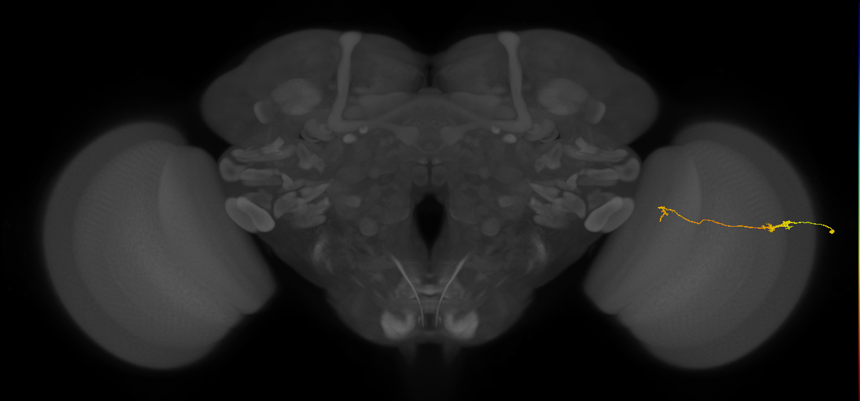 Tm5a_R (JRC_OpticLobe:188129)