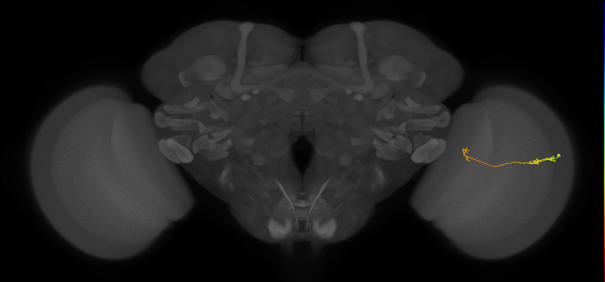 Tm5a_R (JRC_OpticLobe:134091)