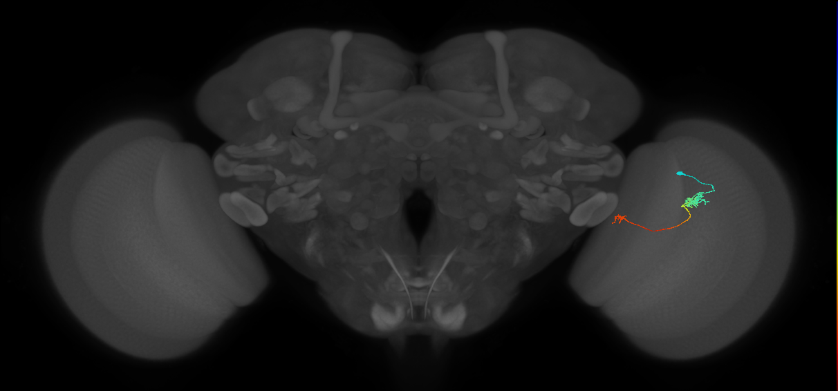 Tm5a_R (JRC_OpticLobe:136593)