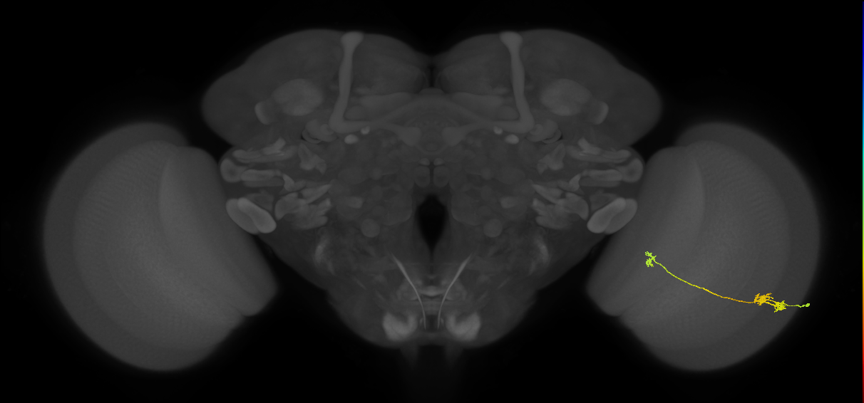 Tm5a_R (JRC_OpticLobe:84810)