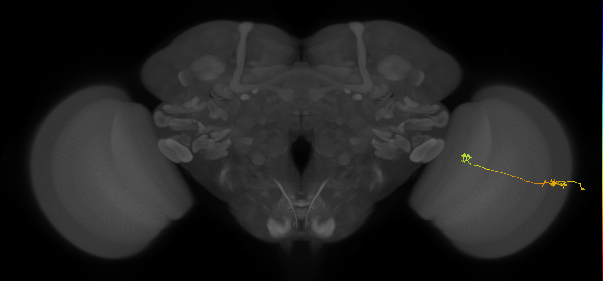 Tm5a_R (JRC_OpticLobe:139845)