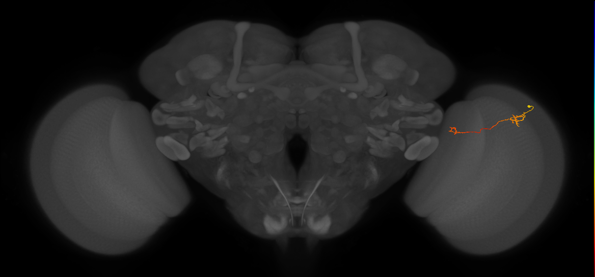 Tm5a_R (JRC_OpticLobe:152865)
