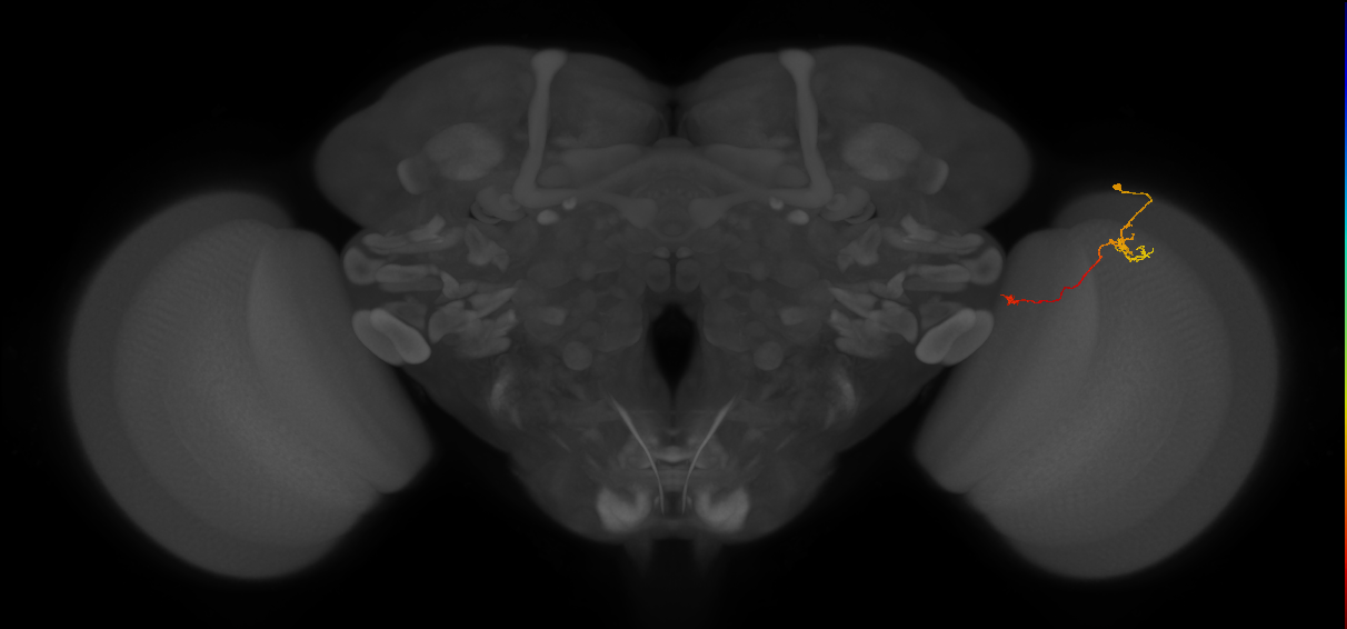 Tm5a_R (JRC_OpticLobe:138984)