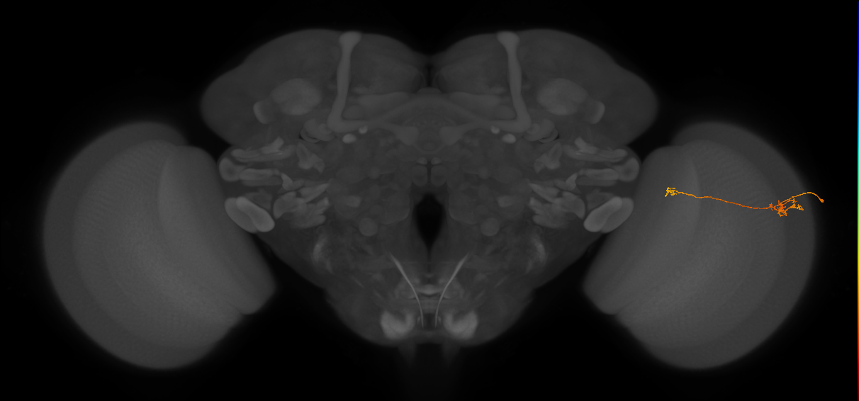 Tm5a_R (JRC_OpticLobe:183258)