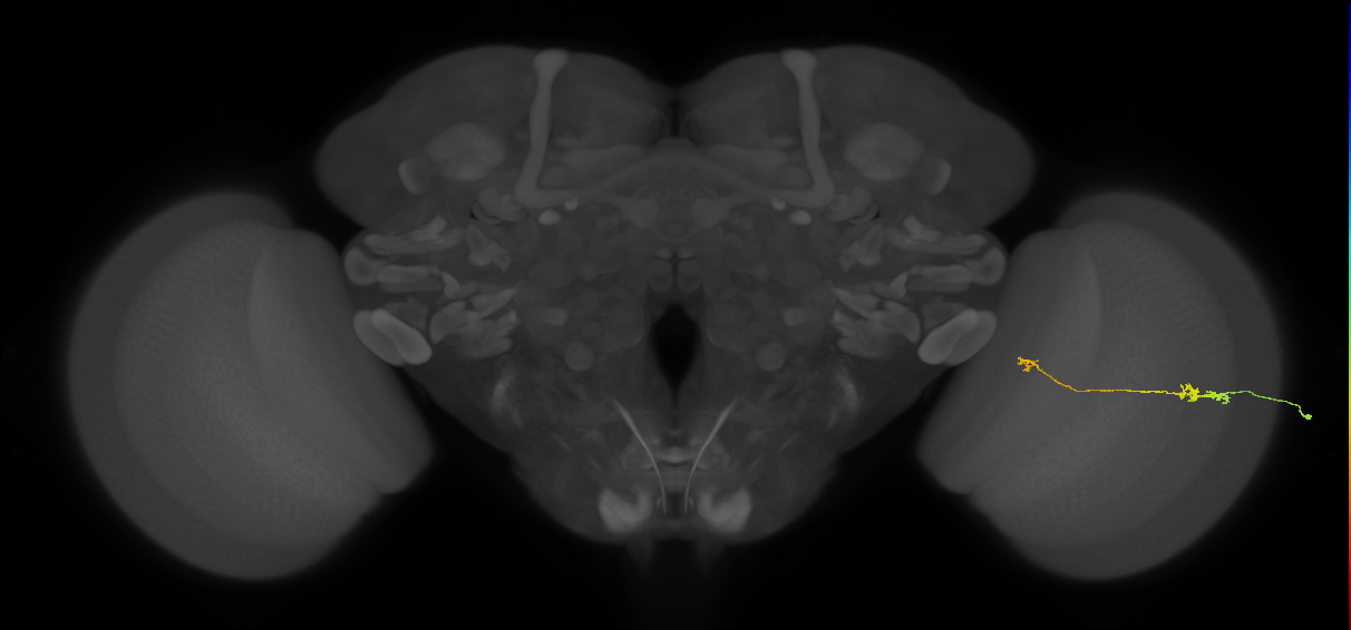 Tm5a_R (JRC_OpticLobe:170503)