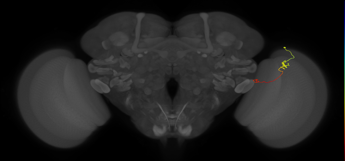 Tm5a_R (JRC_OpticLobe:145775)