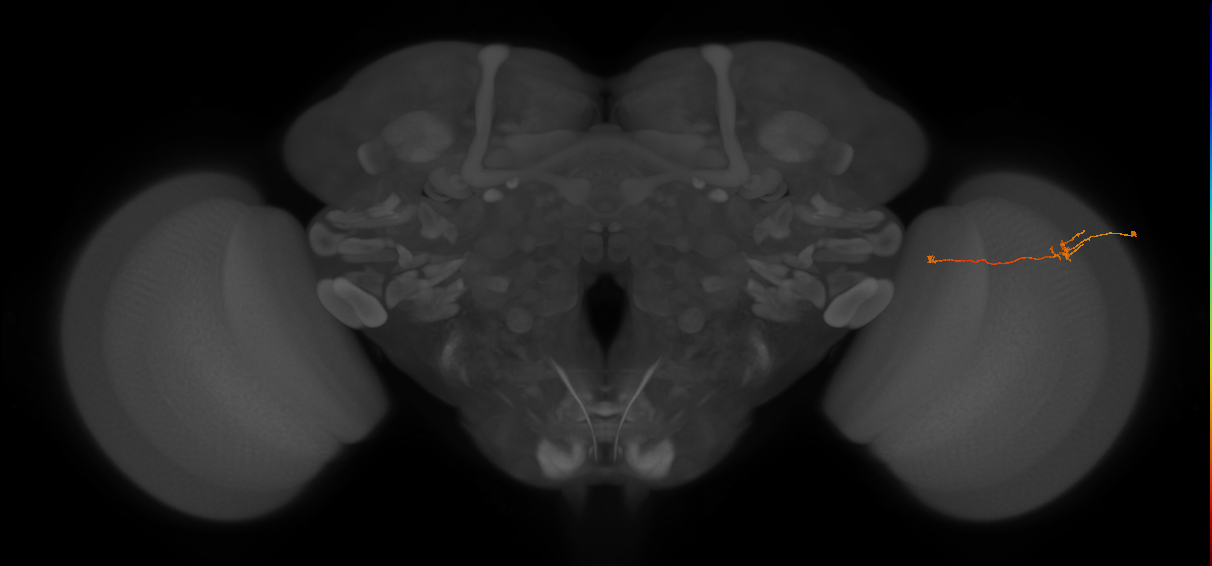 Tm5a_R (JRC_OpticLobe:151588)