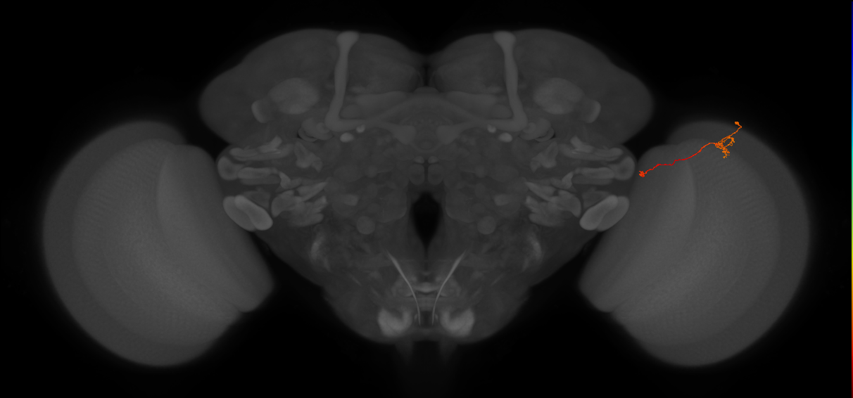 Tm5a_R (JRC_OpticLobe:163109)