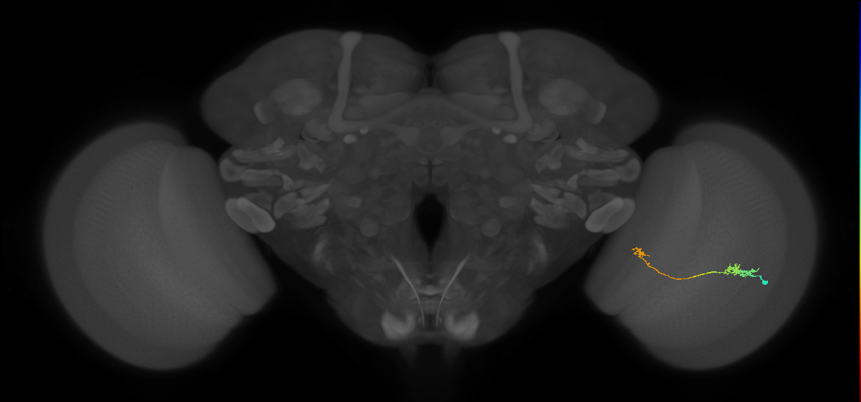 Tm5a_R (JRC_OpticLobe:98153)