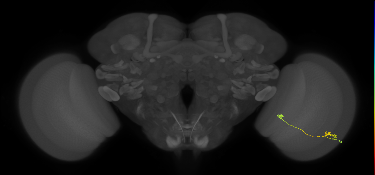 Tm5a_R (JRC_OpticLobe:85961)