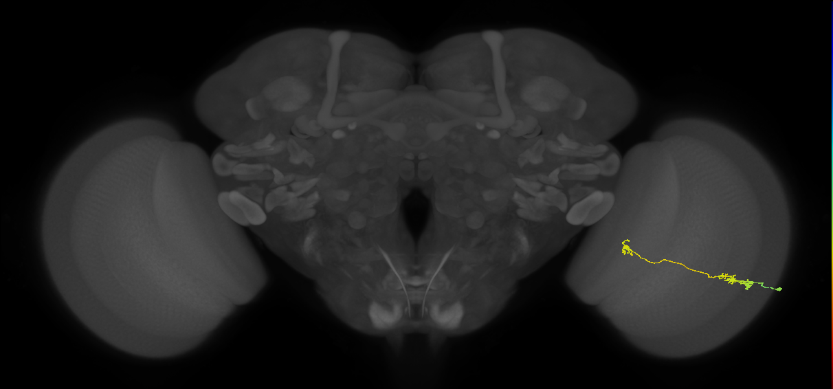 Tm5a_R (JRC_OpticLobe:148423)