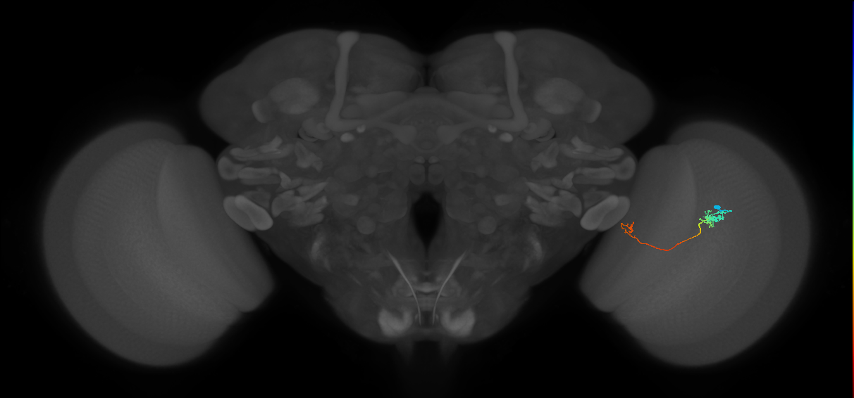 Tm5a_R (JRC_OpticLobe:127780)