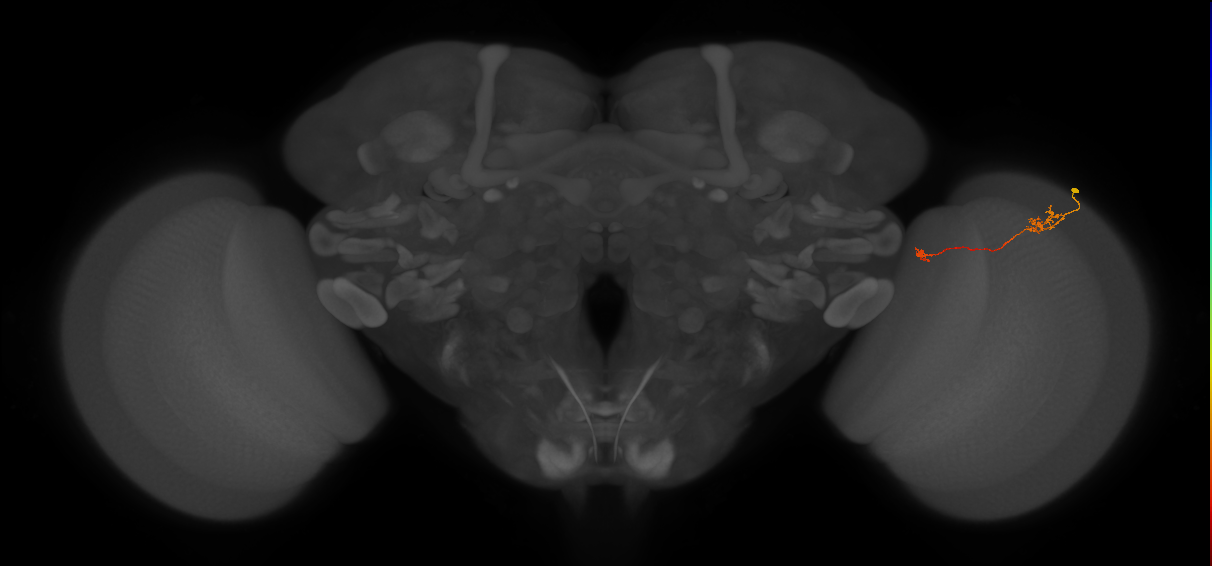 Tm5a_R (JRC_OpticLobe:135859)