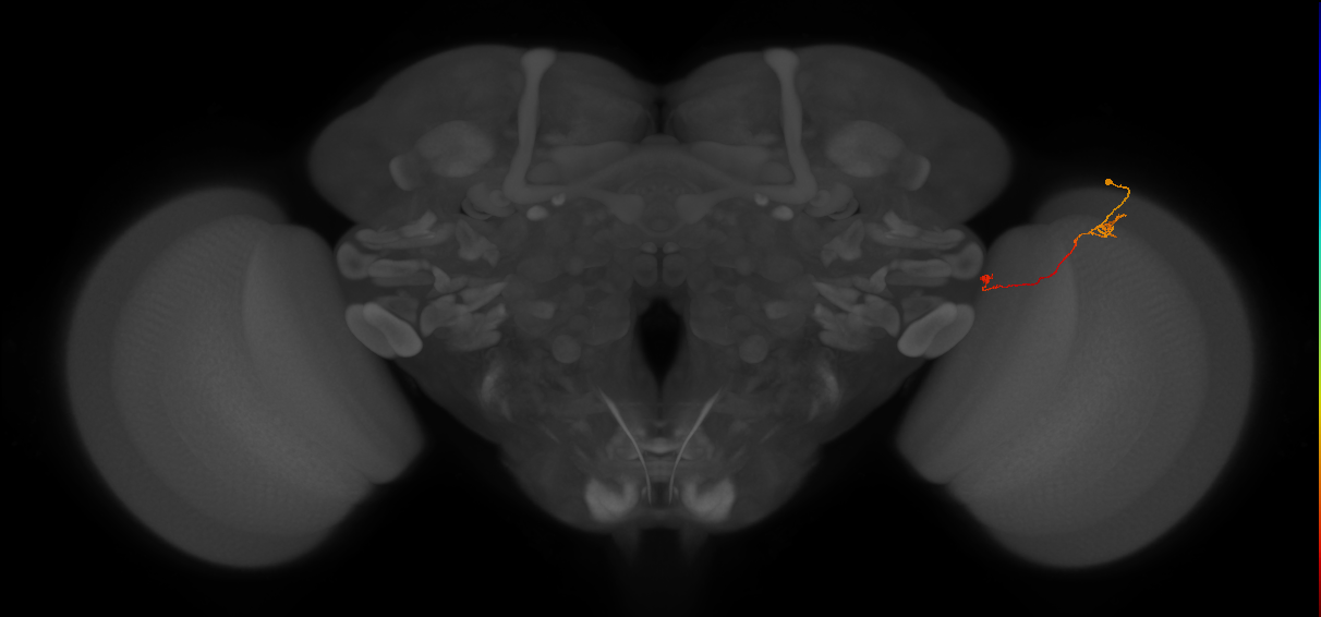 Tm5a_R (JRC_OpticLobe:146535)