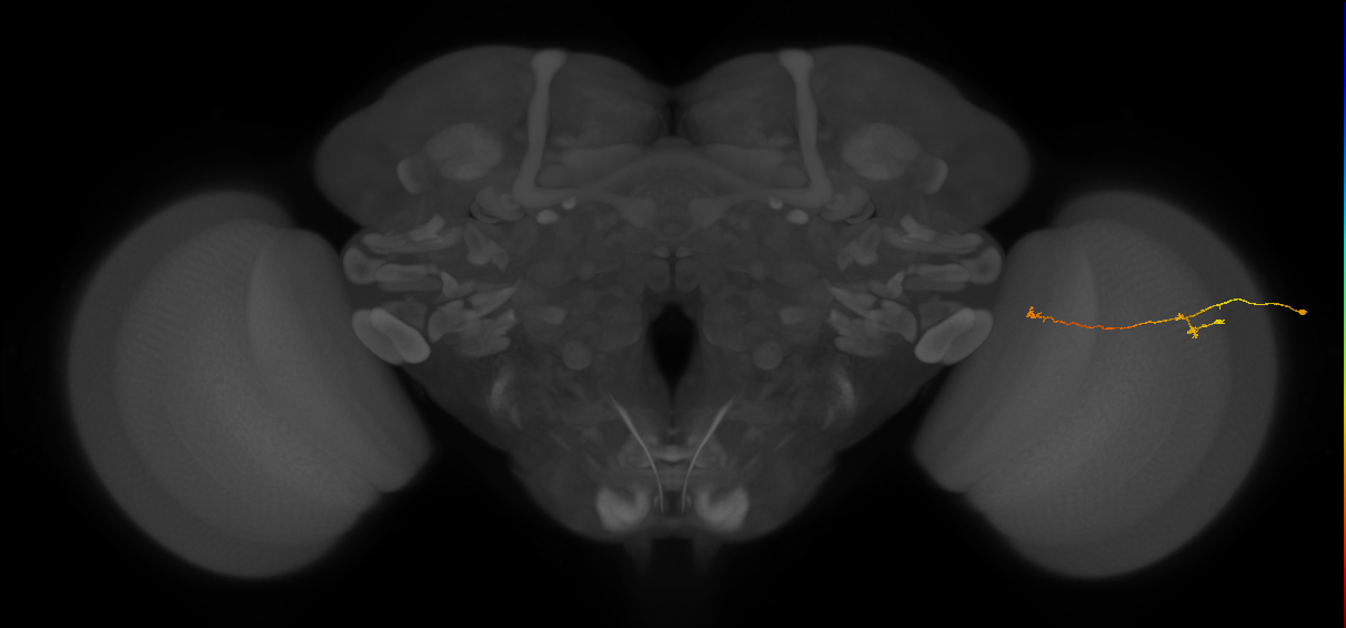 Tm5a_R (JRC_OpticLobe:149984)