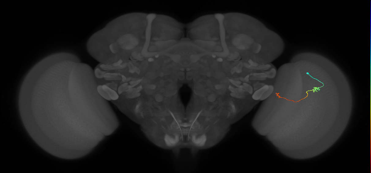 Tm5a_R (JRC_OpticLobe:144973)