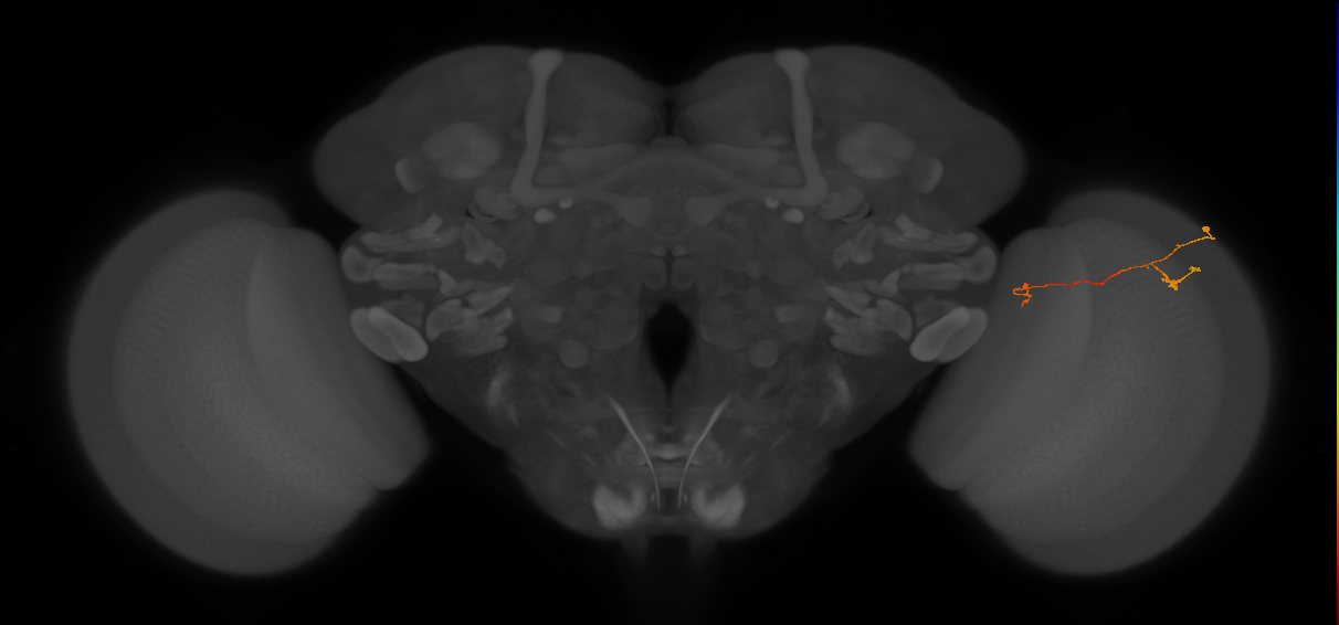 Tm5a_R (JRC_OpticLobe:149999)