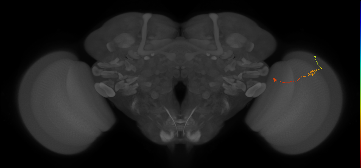 Tm5a_R (JRC_OpticLobe:142166)