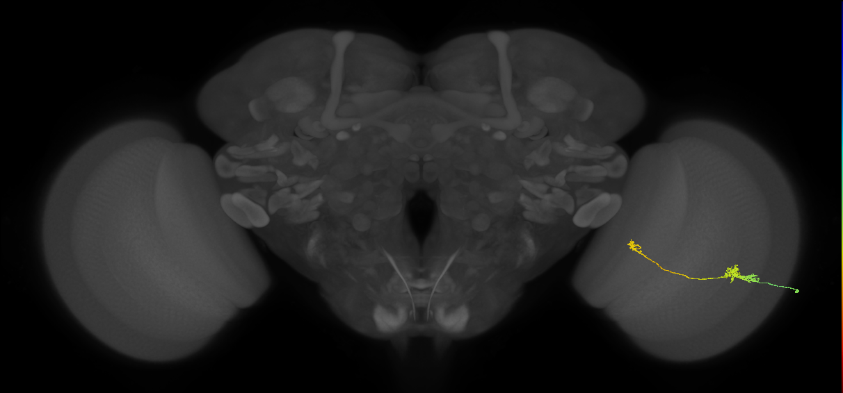 Tm5a_R (JRC_OpticLobe:84066)
