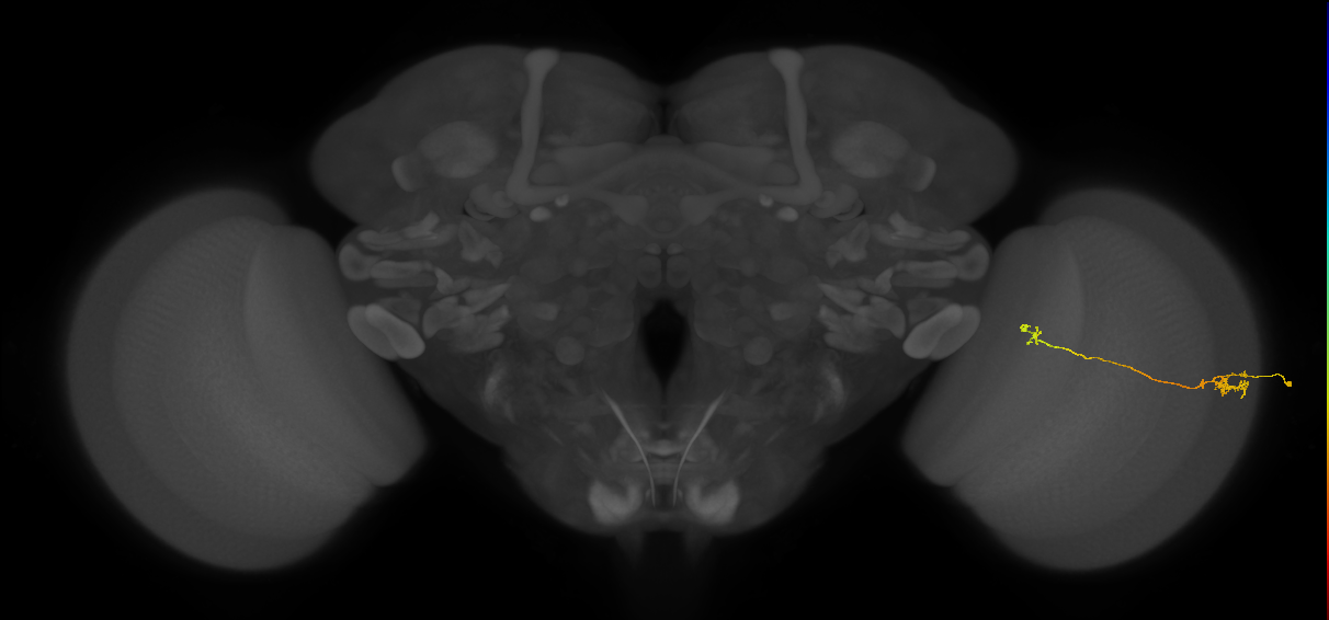 Tm5a_R (JRC_OpticLobe:164598)