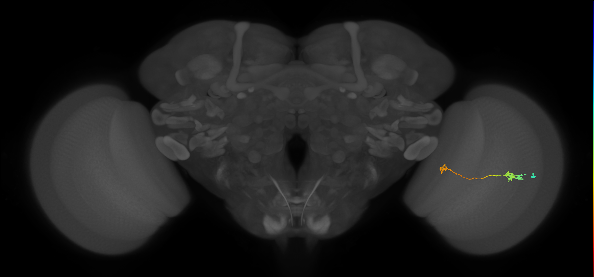 Tm5a_R (JRC_OpticLobe:100625)