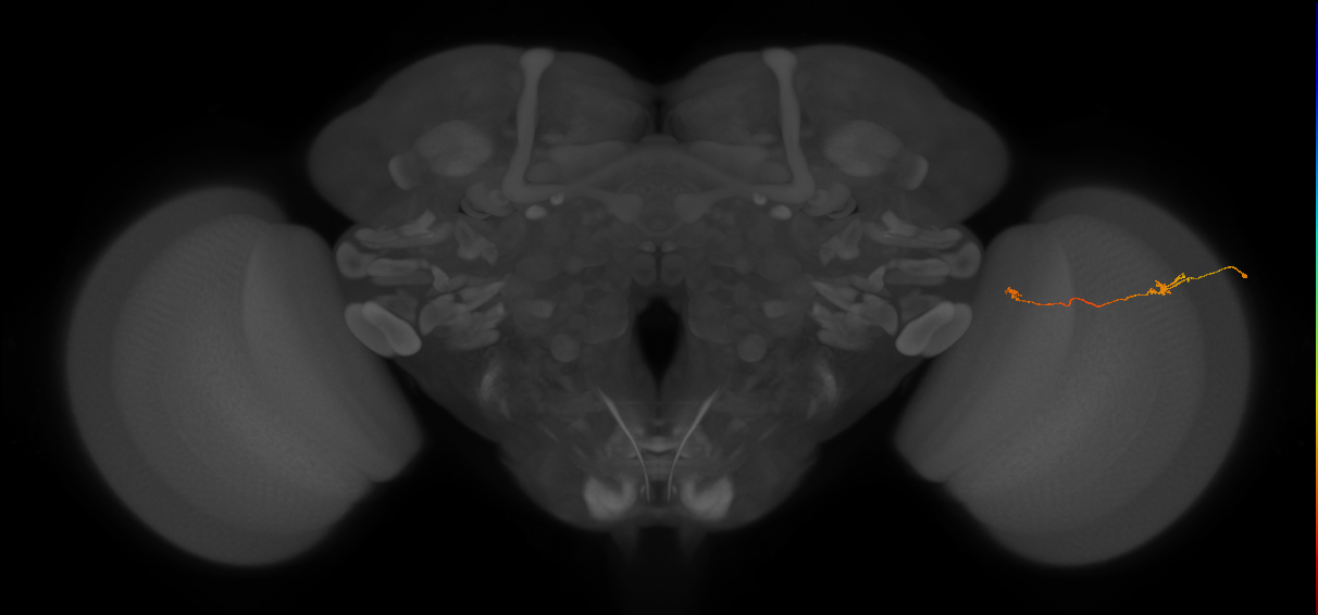 Tm5a_R (JRC_OpticLobe:156263)