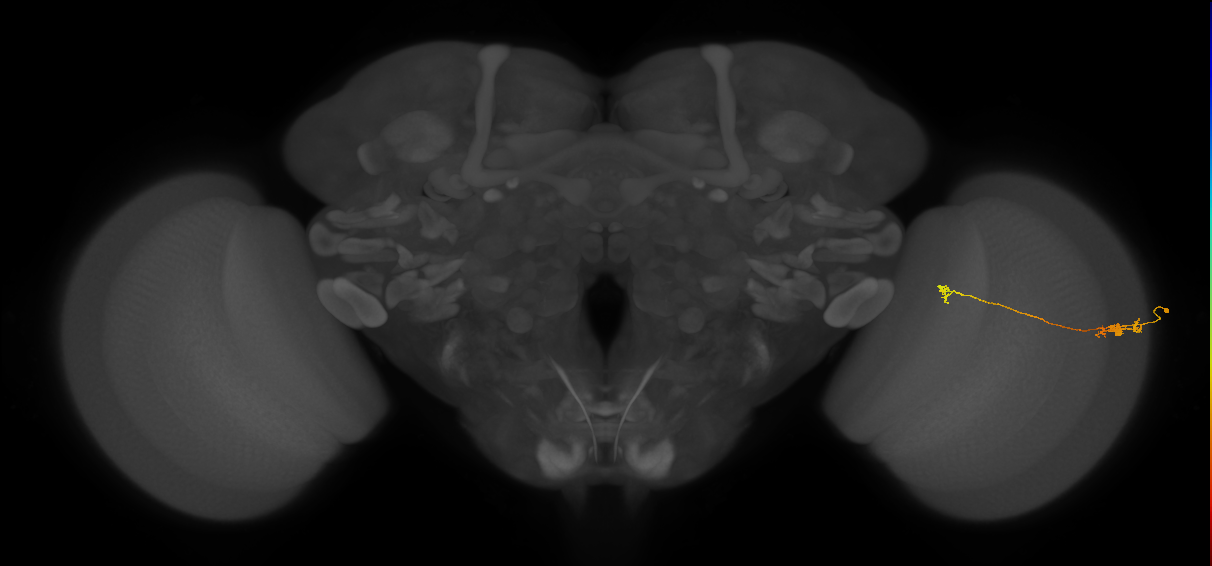 Tm5a_R (JRC_OpticLobe:176059)