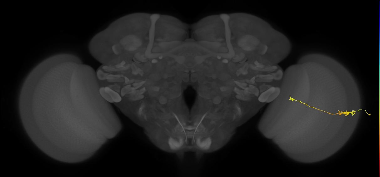 Tm5a_R (JRC_OpticLobe:161394)