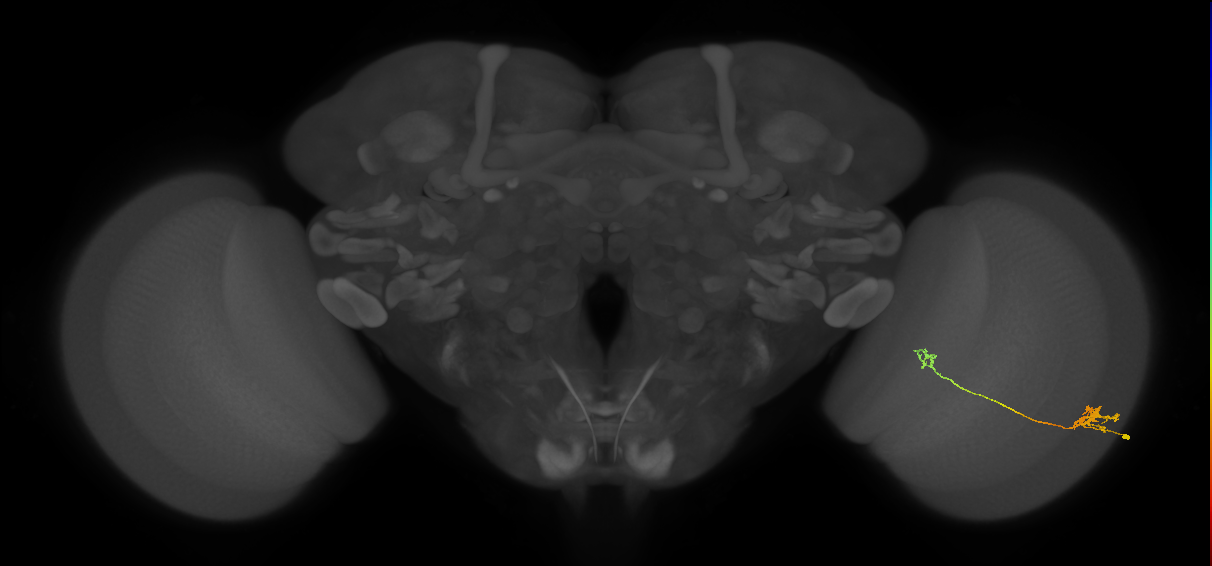 Tm5a_R (JRC_OpticLobe:79894)