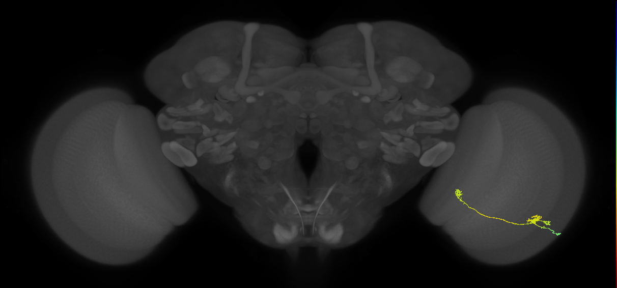 Tm5a_R (JRC_OpticLobe:96414)