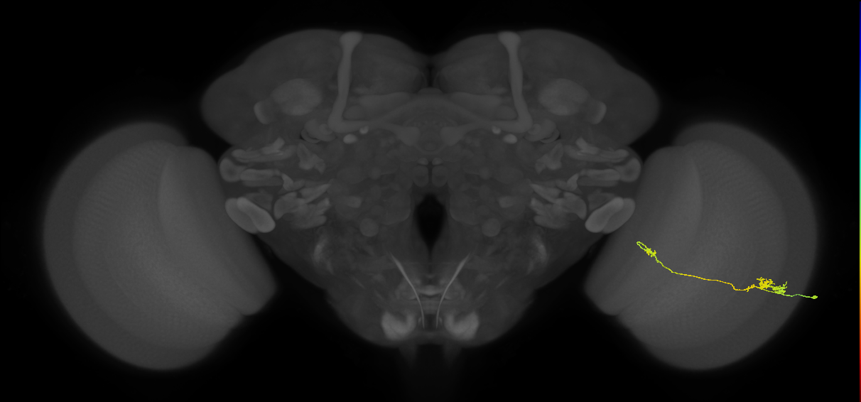 Tm5a_R (JRC_OpticLobe:16354)