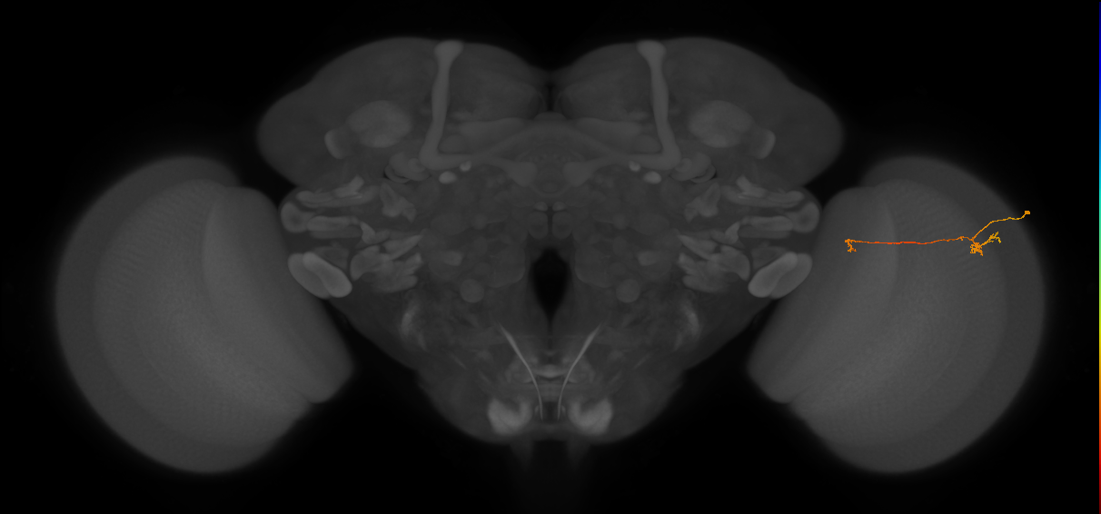 Tm5a_R (JRC_OpticLobe:138331)
