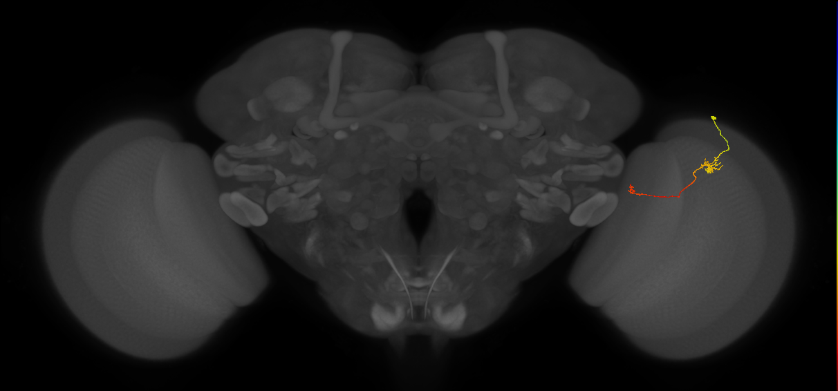 Tm5a_R (JRC_OpticLobe:149559)