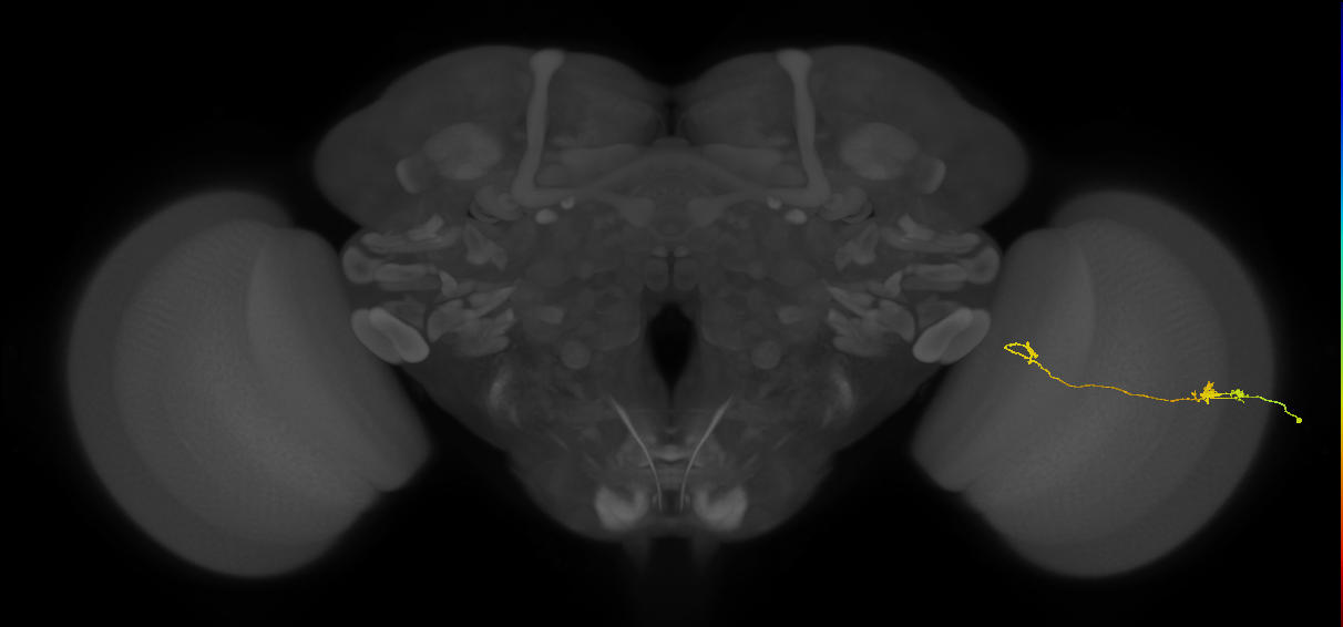 Tm5a_R (JRC_OpticLobe:118511)