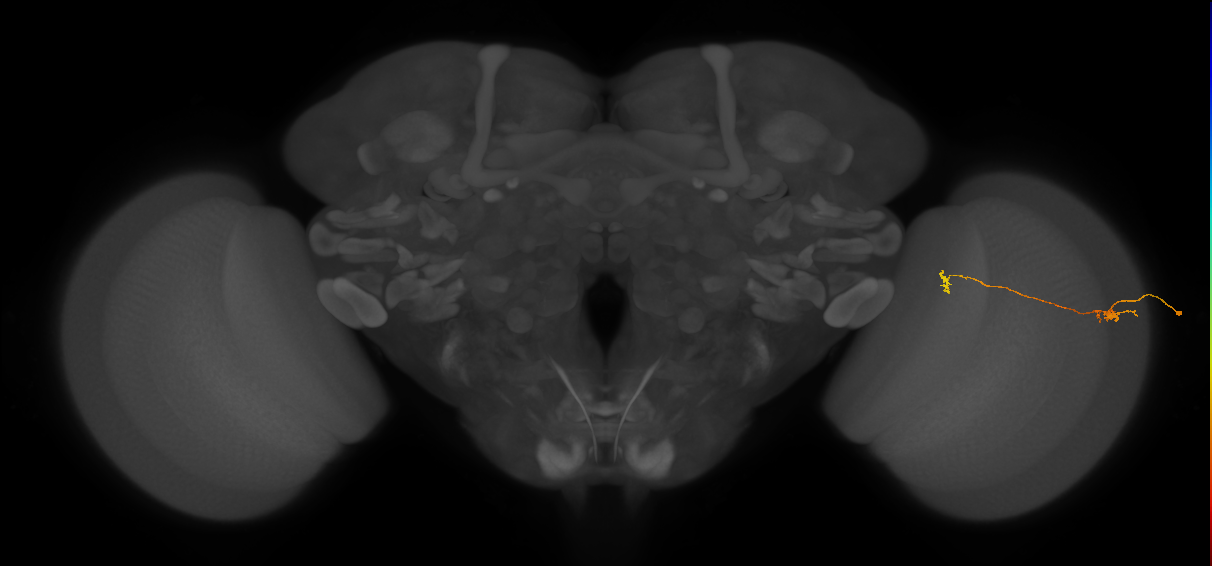 Tm5a_R (JRC_OpticLobe:554488)