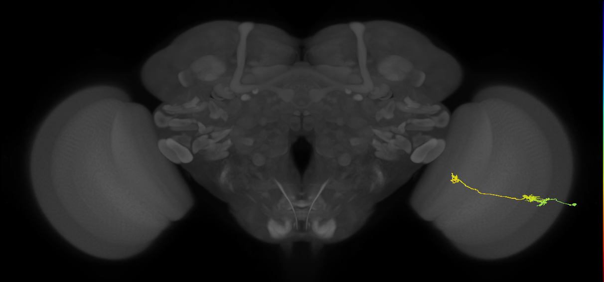 Tm5a_R (JRC_OpticLobe:122549)