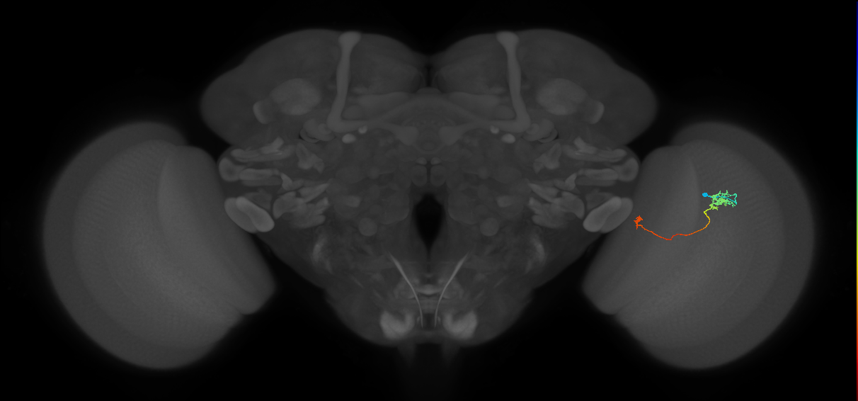 Tm5a_R (JRC_OpticLobe:137290)